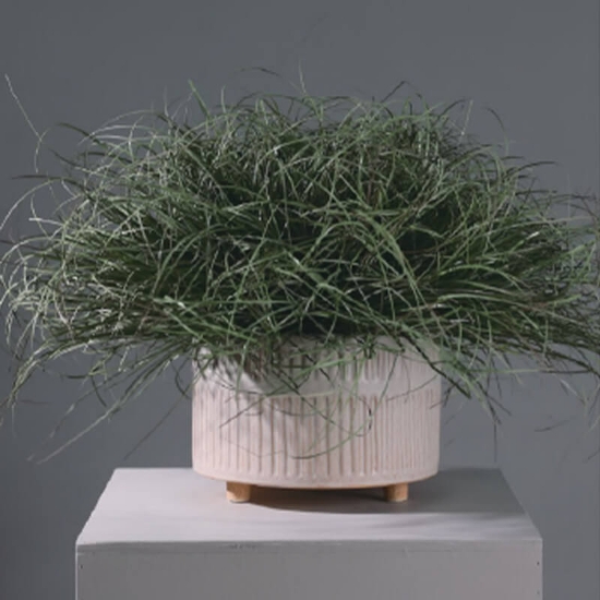 Picture of Blanca - Ceramic Planter